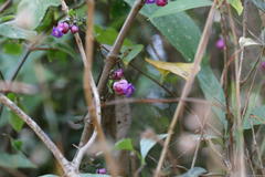 Nilgirianthus heyneanus